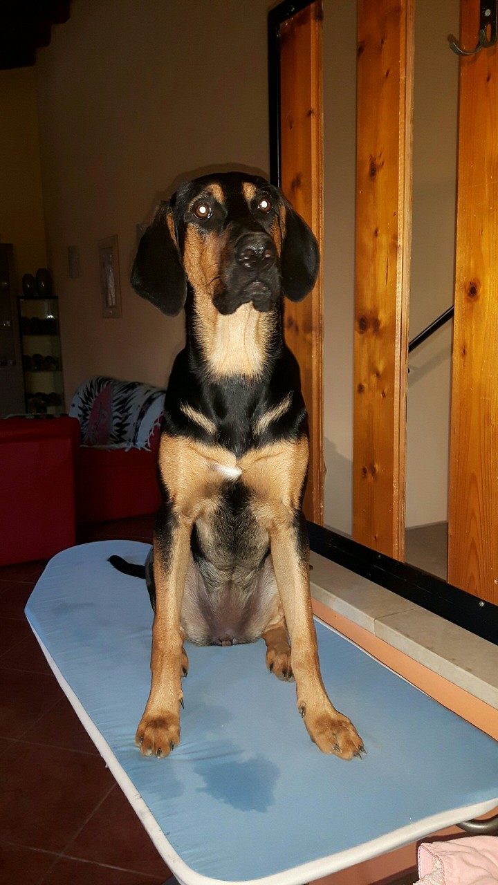 la cucciolota