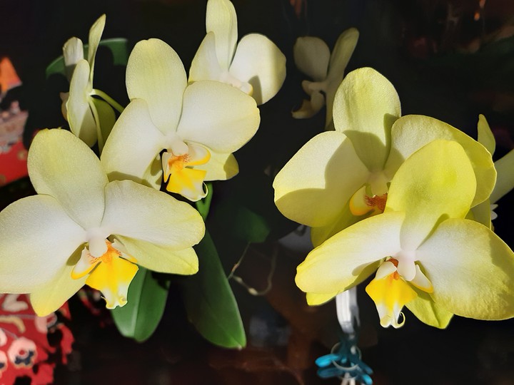 orchidea