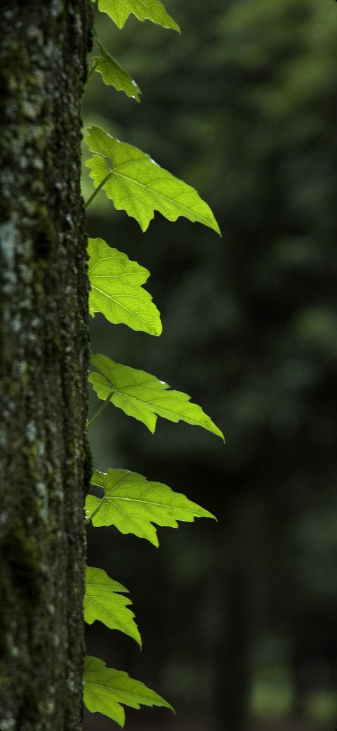 tree, twig duvar kağıtları