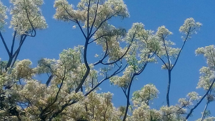 Blossoms