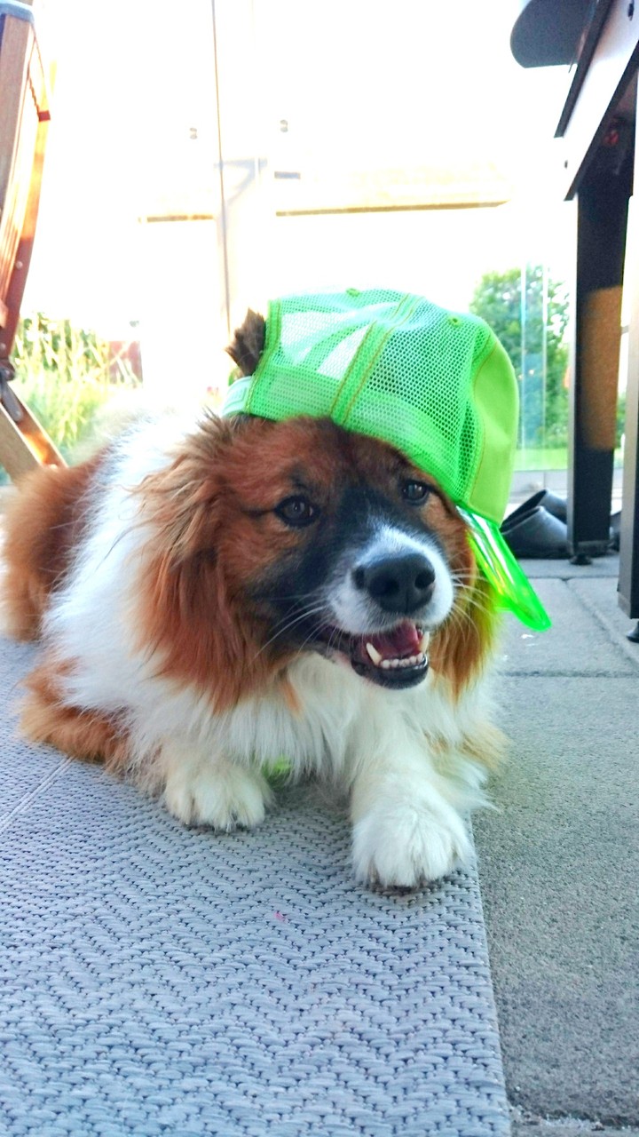 cool dog