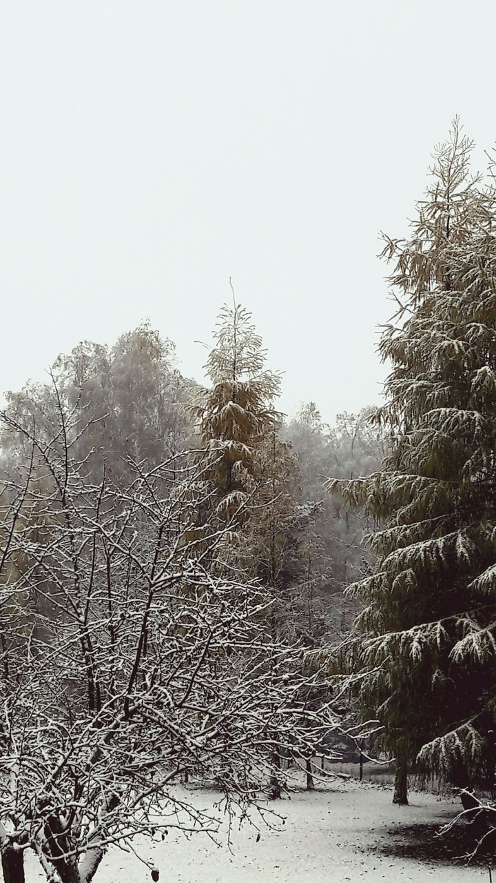 Magic Winter