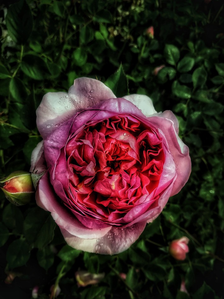 roses❤️
