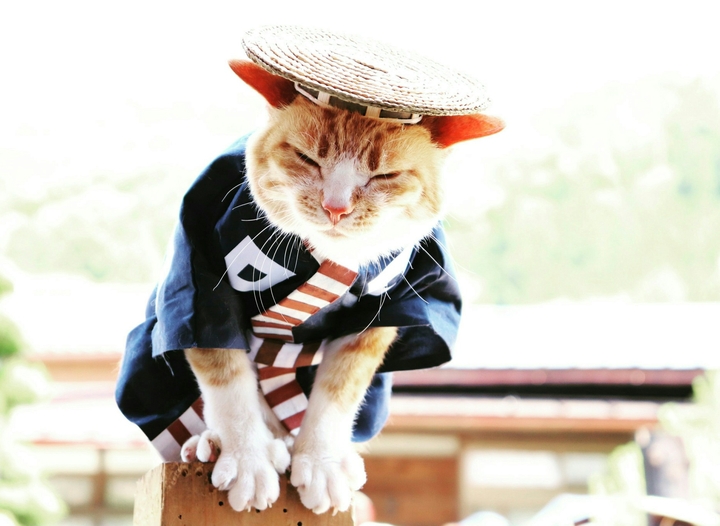 cat