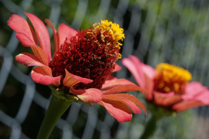 colorful flowers