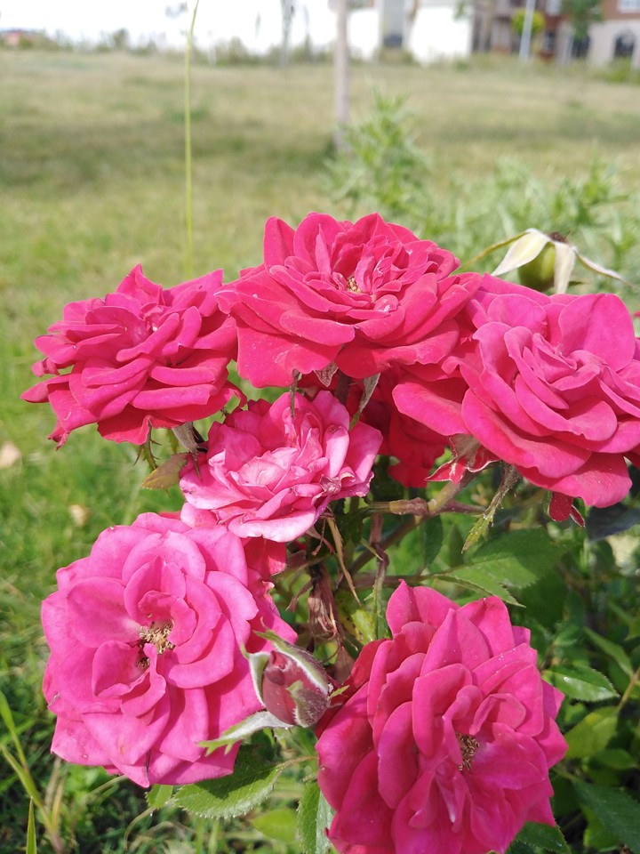 rose