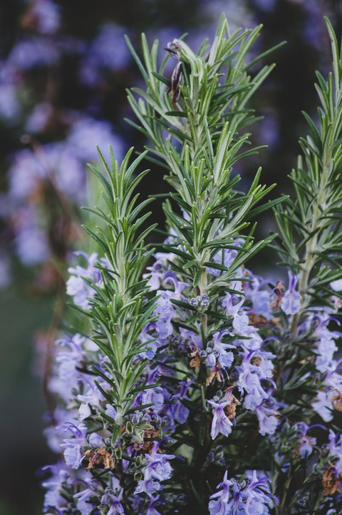 sfondi rosemary, plant