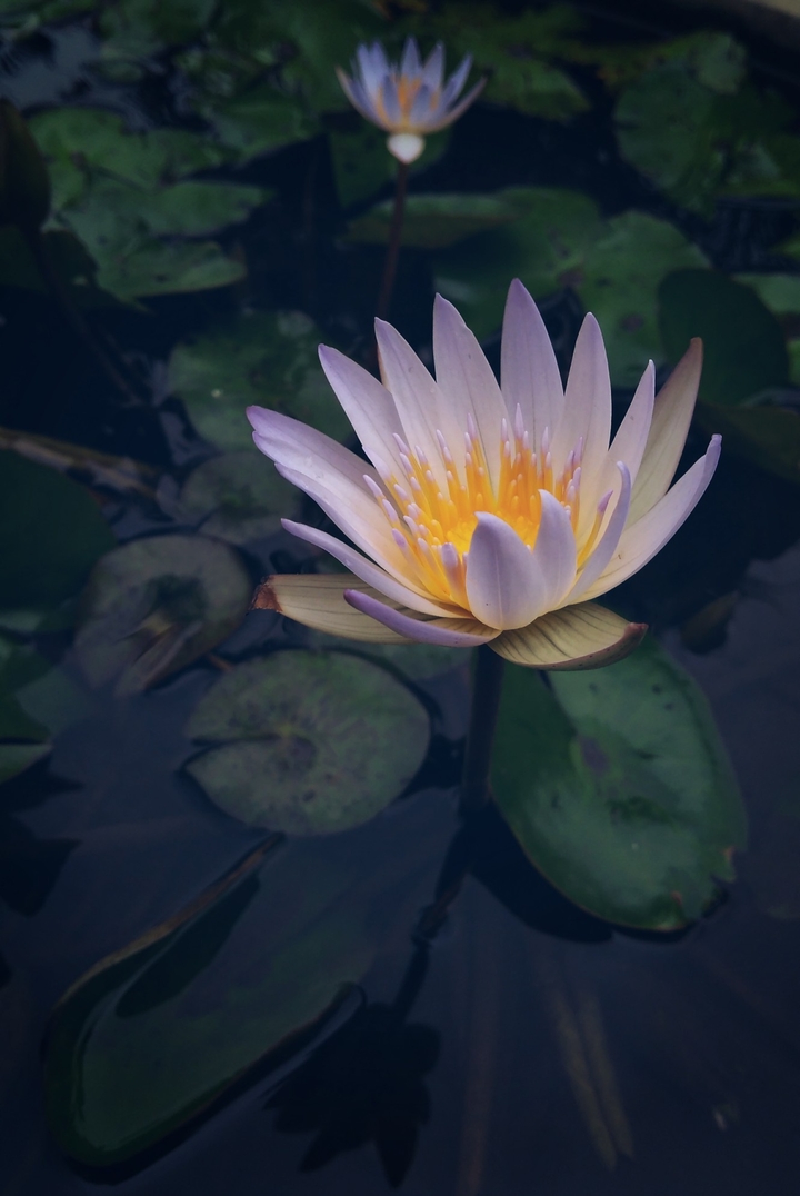 Lily pad.