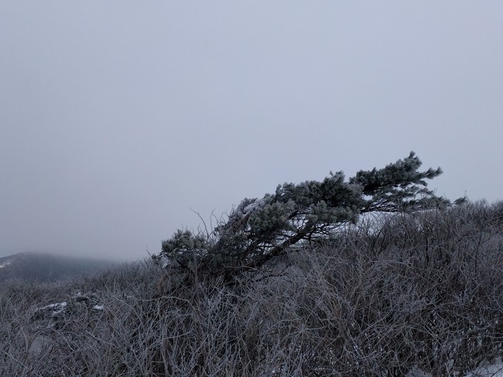 상고대