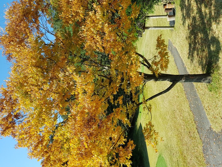 golf green