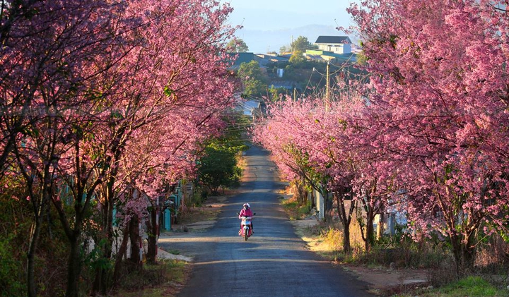 Spring in Dalat