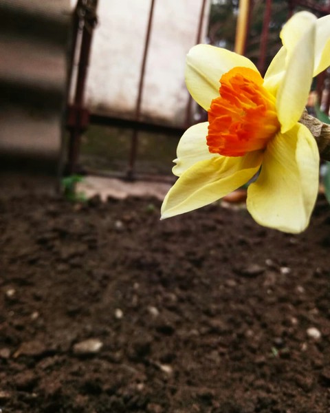 шпалери wildflower, spring