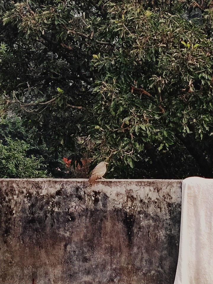 bird