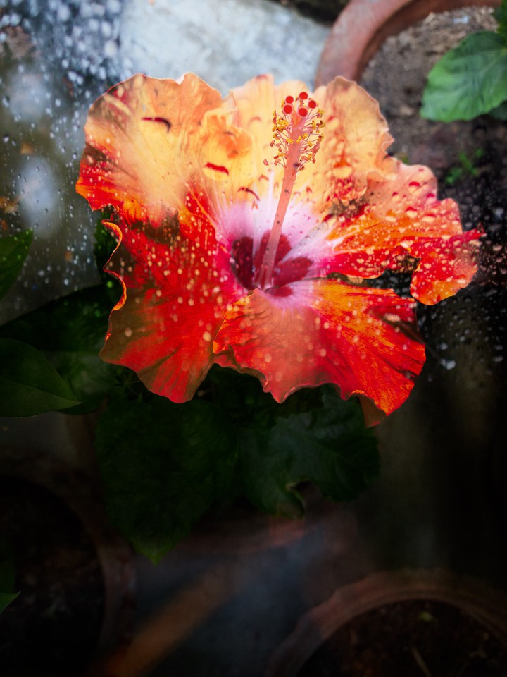 hibiscus ?