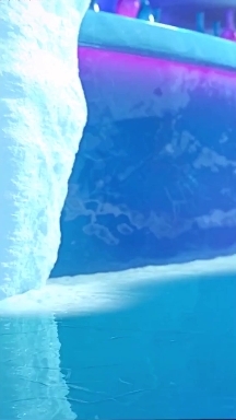 Cute seal