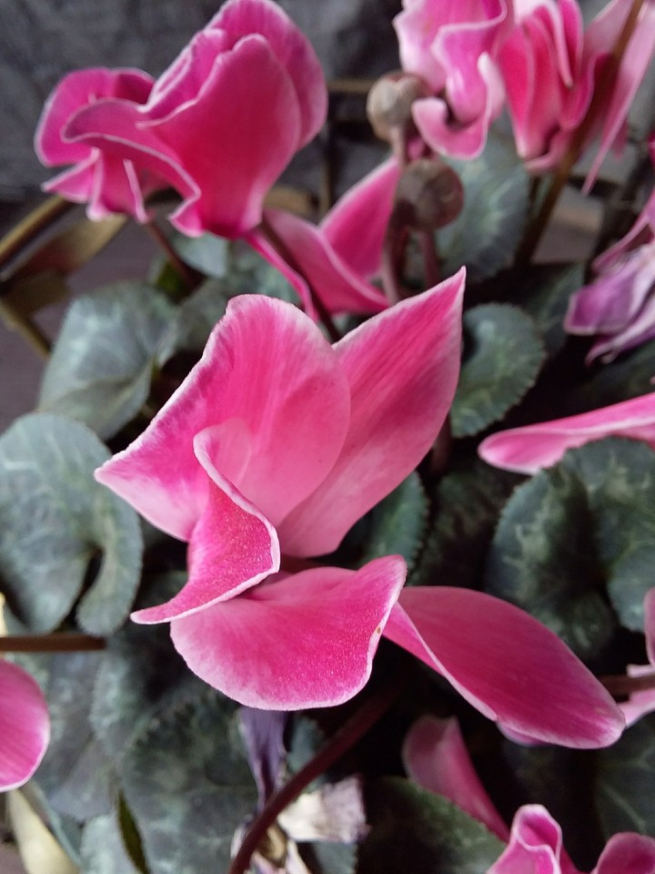 Flor de Ambato