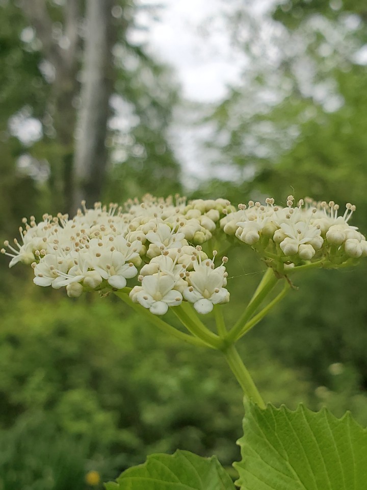 beauty white flower