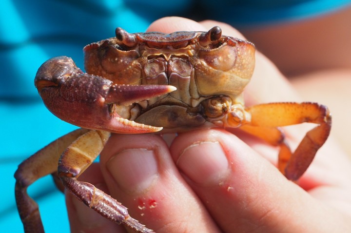 crab