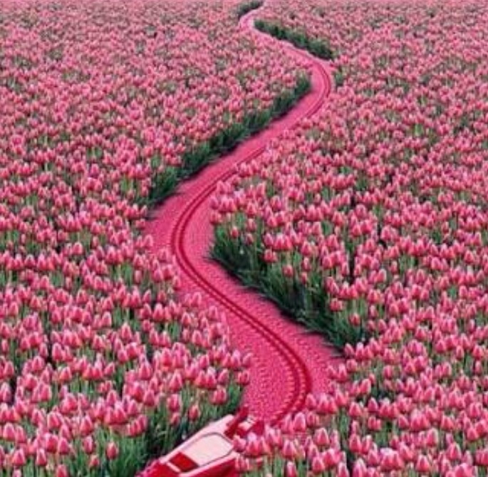 pink