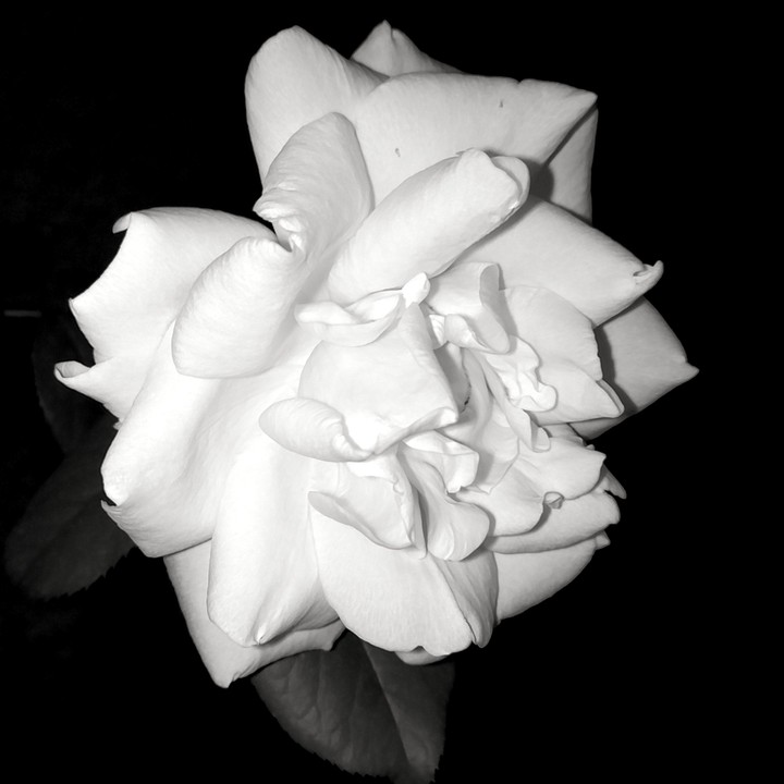 White rose