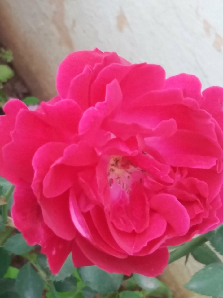 rose