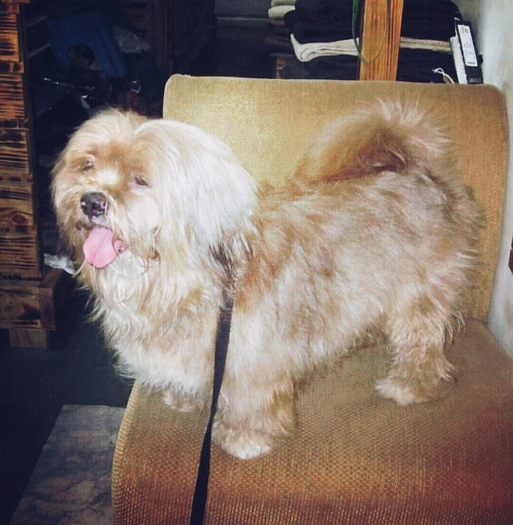 dog