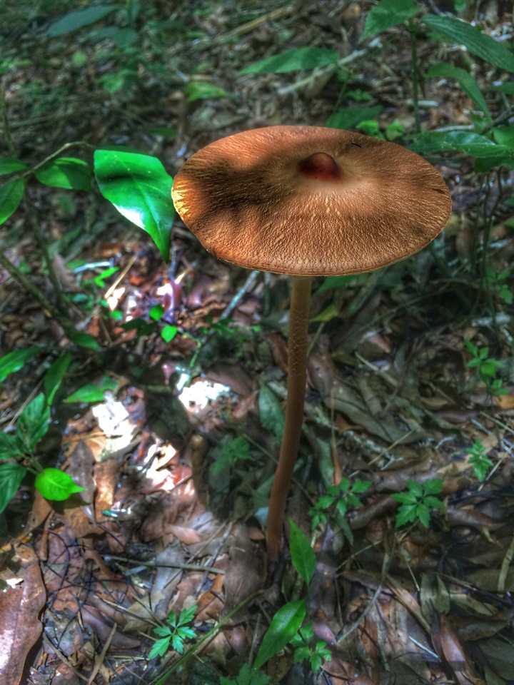 cogumelo