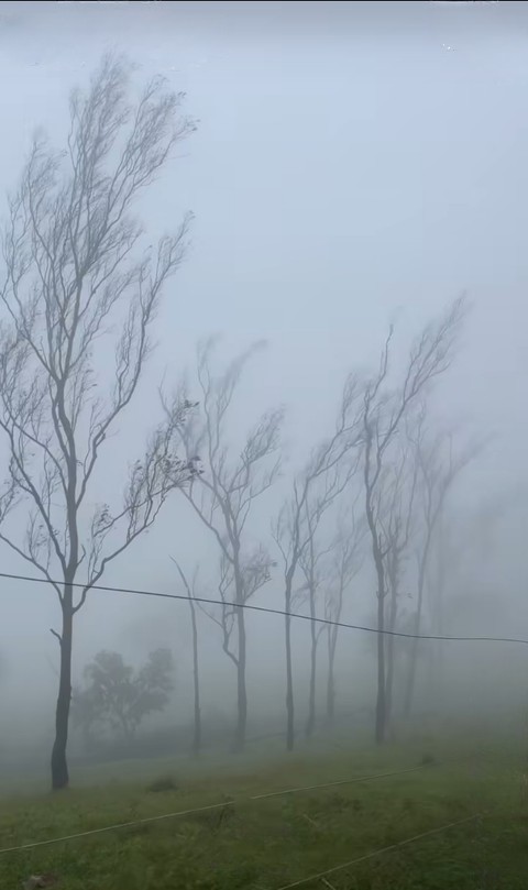 fog, pasture háttérképek