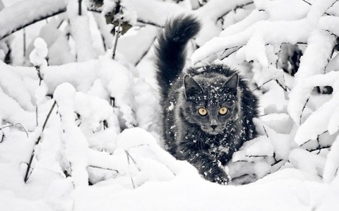 Snow cat