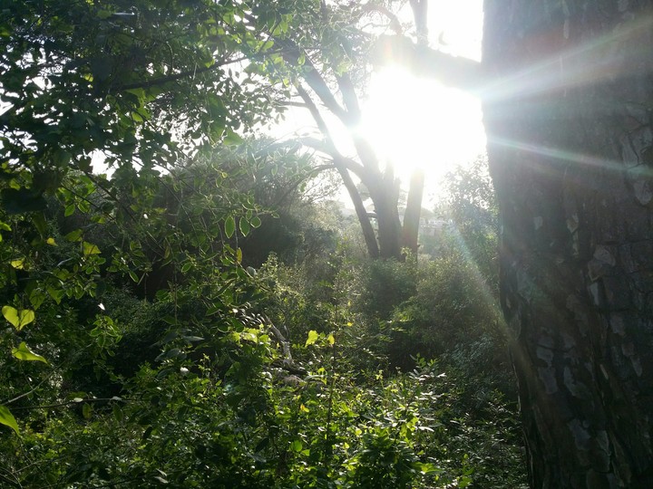 Sun saying goodbye to the trees