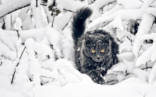 Snow cat