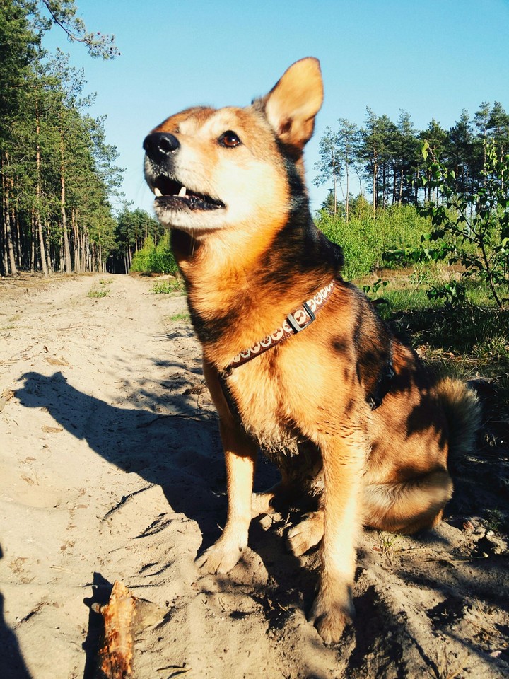 sweet dog