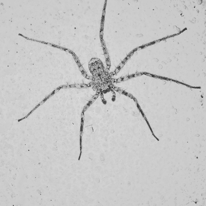 spider