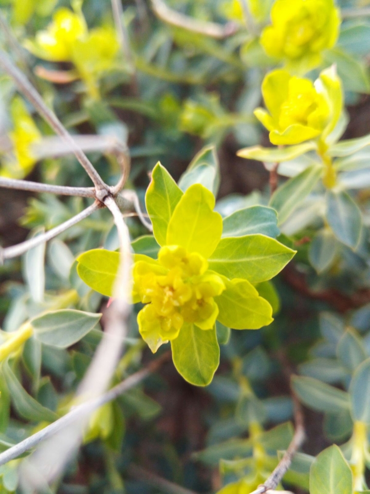 flower