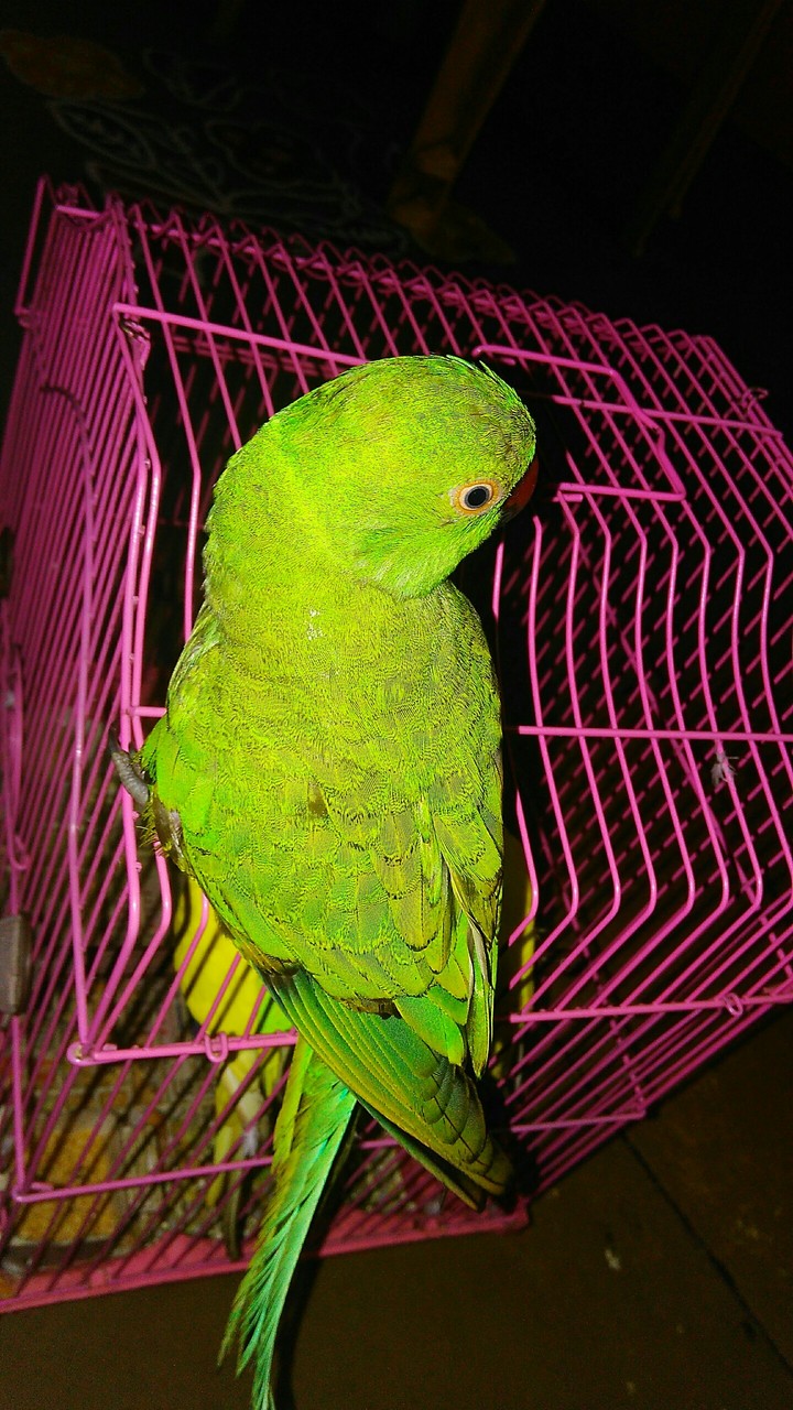 cute parrot