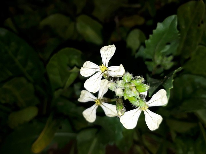 flowers