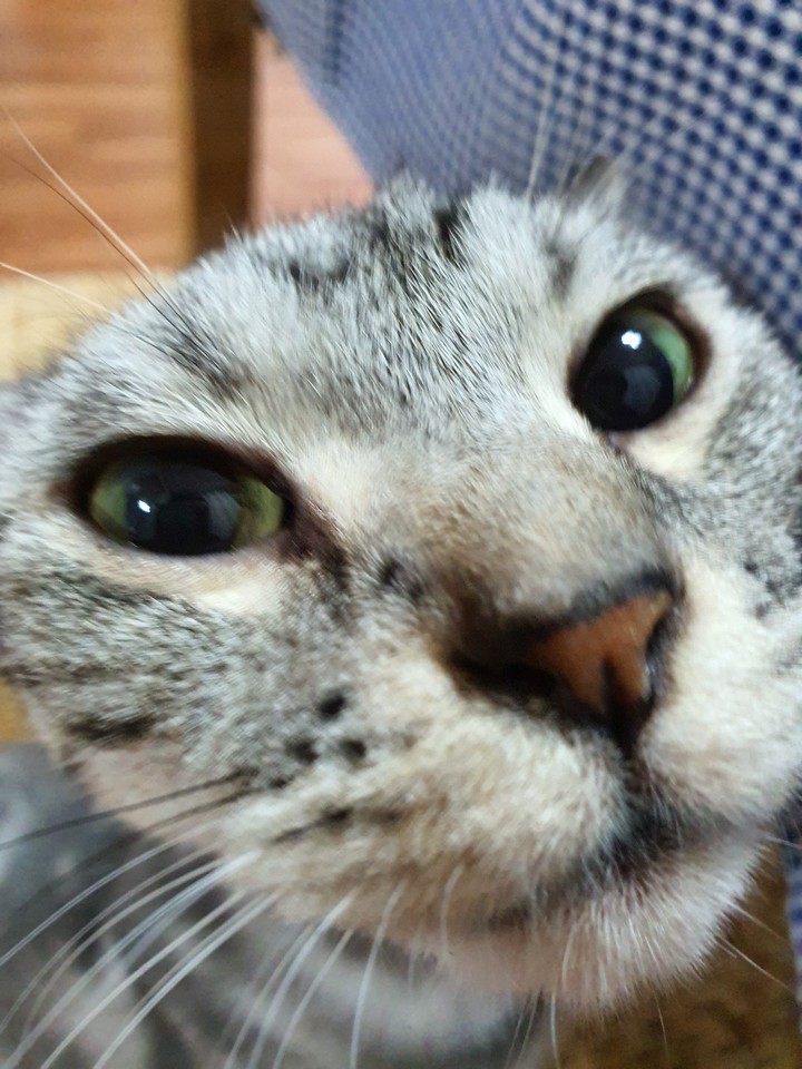 angry cat