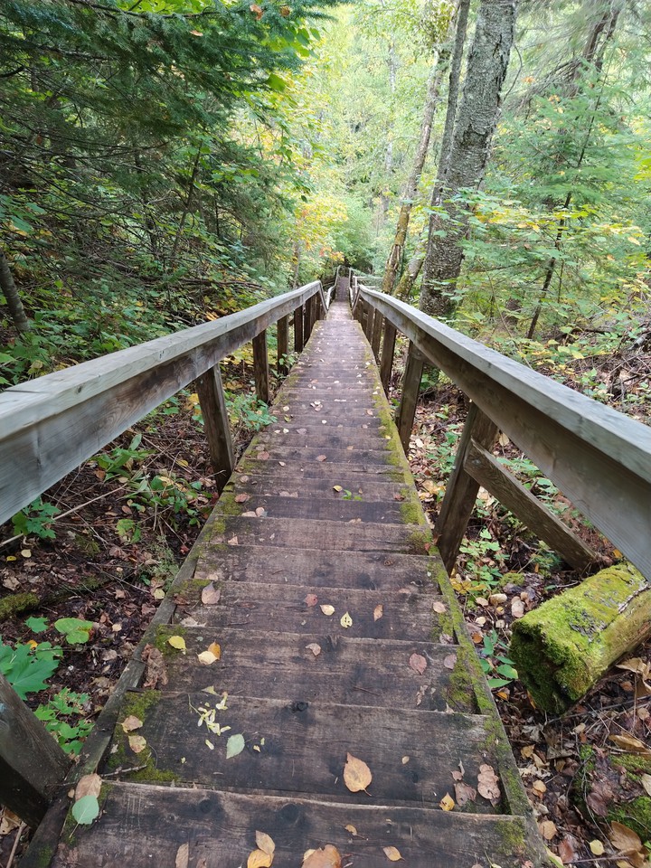 escalier dans la forêt