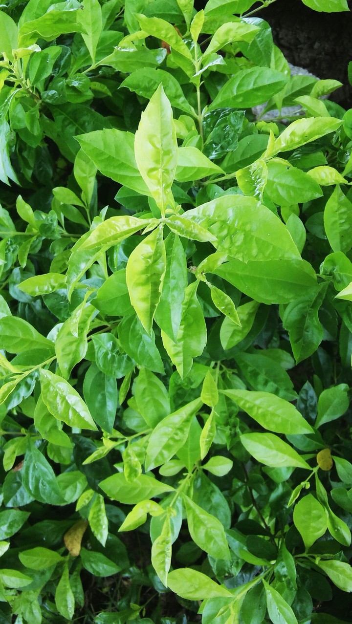 Plantas verdes