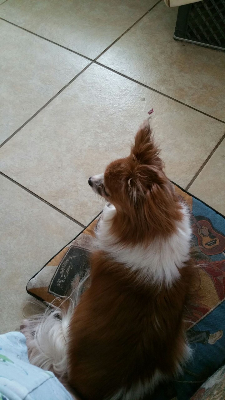 My Puppy