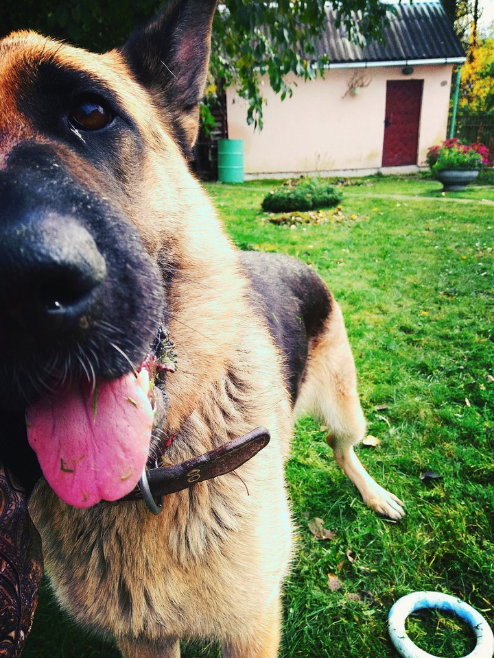 dog