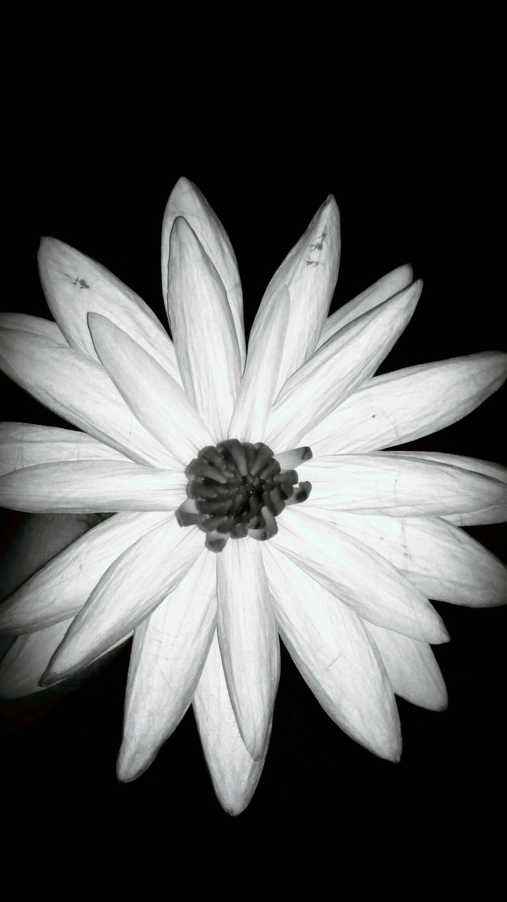 lotus