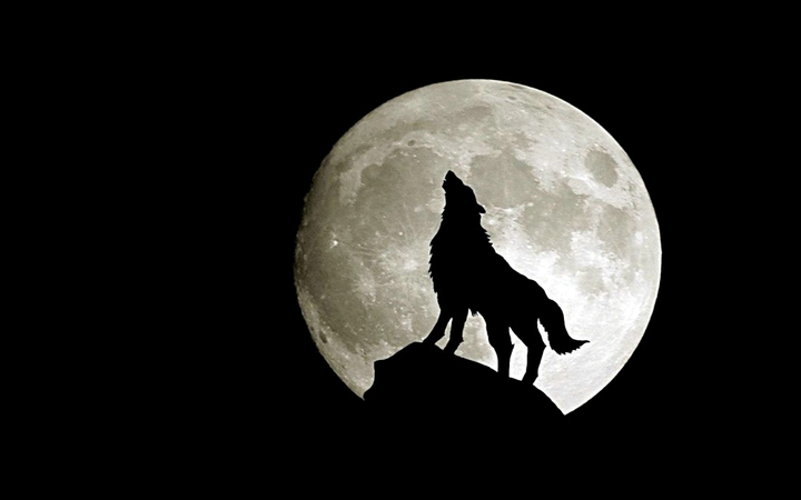 Wolf