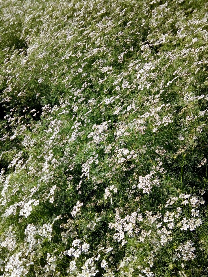 field