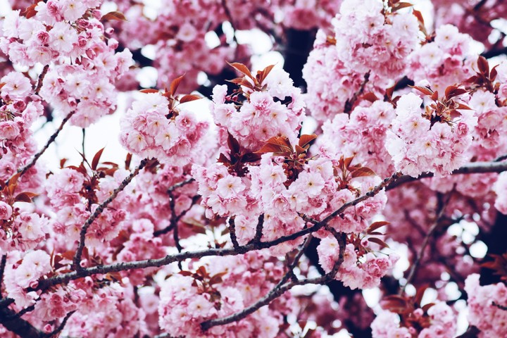 Sakura