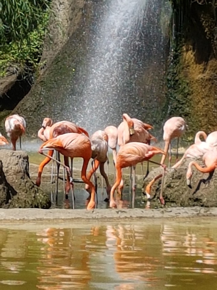 Flamands roses