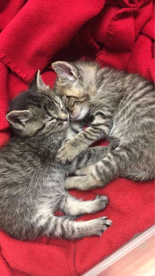котята...