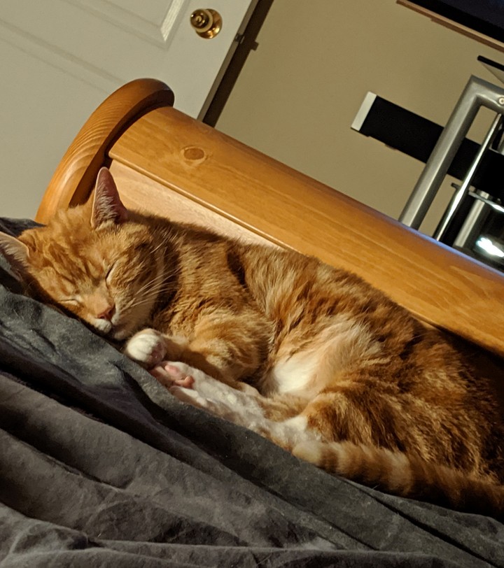 sleepy cat
