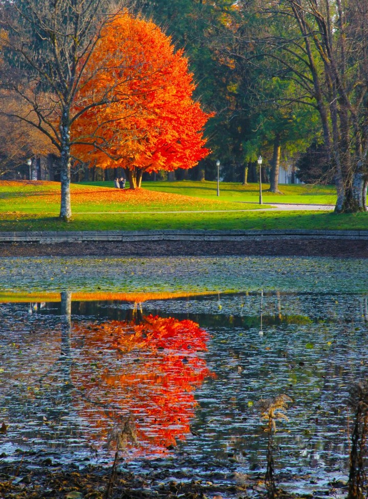 tree