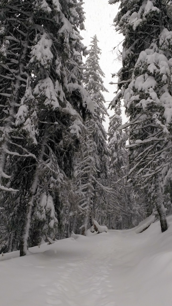 Let it snow in the forest